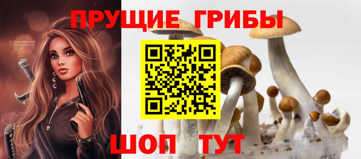 Красный Сулин  Псилоцибиновые грибы Psilocybine cubensis  Вход с VPN 